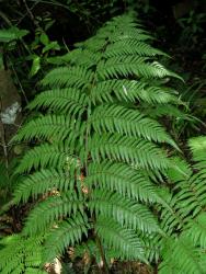 Dicksonia lanata subsp. hispida: mature frond.
 Image: L.R. Perrie © Leon Perrie 2004 CC BY-NC 3.0 NZ